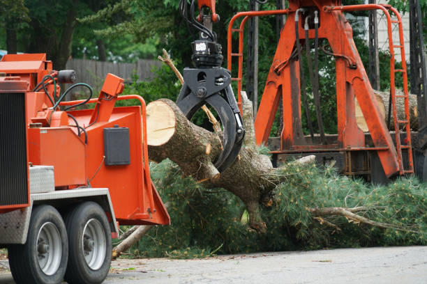 Reliable Hale Center, TX Tree Services Solutions